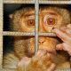 U.S. Regulator to Restrict Primate Testing for Drug Safety