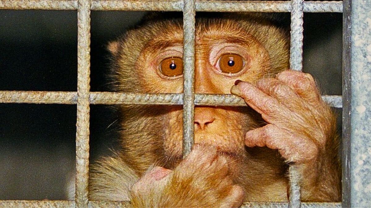 U.S. Regulator to Restrict Primate Testing for Drug Safety
