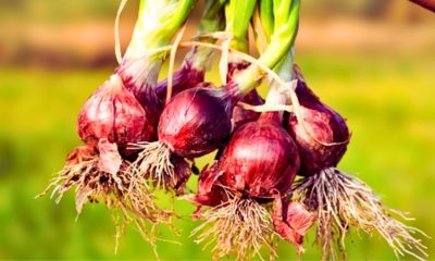 Medine Smashes Records With 246 Tonnes of Red Onions Harvested in Cascavelle