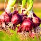 Medine Smashes Records With 246 Tonnes of Red Onions Harvested in Cascavelle