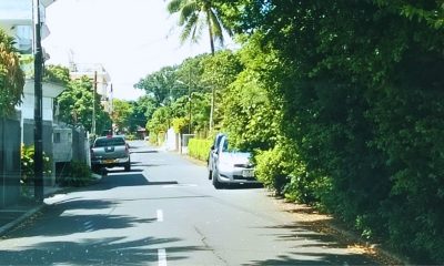 Major Road Hazard as Overgrown Hedges Block Visibility for Beau-Bassin Drivers
