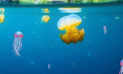 Police Issue Urgent Warning after Jellyfish are Spotted in Belle-Mare Lagoon
