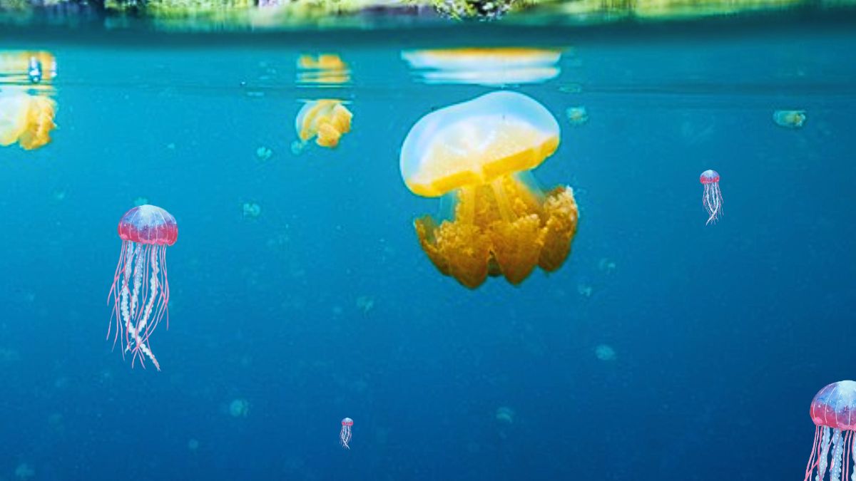 Jellyfish Alert Issued for Belle-Mare Lagoon