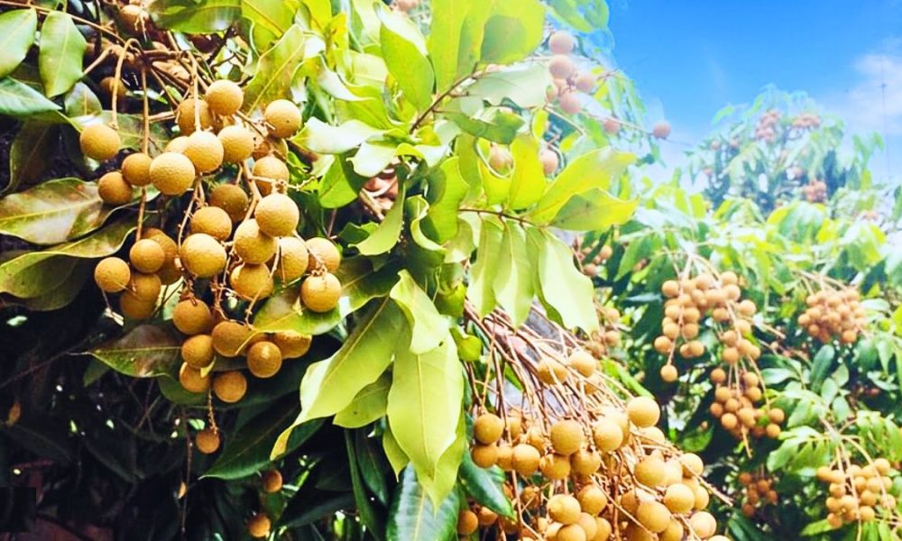 Heavy Rains Threaten the 80 Tonnes of Longanes Harvested in Mauritius Annually