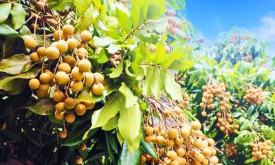 Heavy Rains Threaten the 80 Tonnes of Longanes Harvested in Mauritius Annually