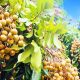 Heavy Rains Threaten the 80 Tonnes of Longanes Harvested in Mauritius Annually