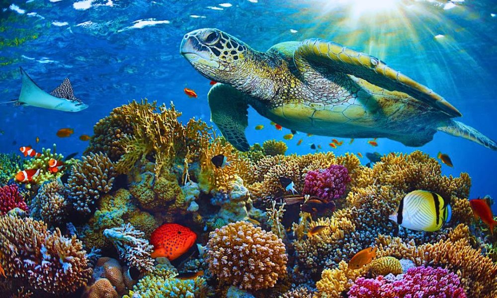 Experts Find 75% Of Analyzed Sea Turtles Ingested Deadly Plastic Debris