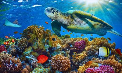 Experts Find 75% Of Analyzed Sea Turtles Ingested Deadly Plastic Debris