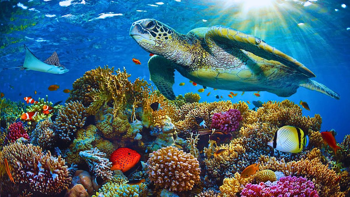 Experts Find 75% Of Analyzed Sea Turtles Ingested Deadly Plastic Debris