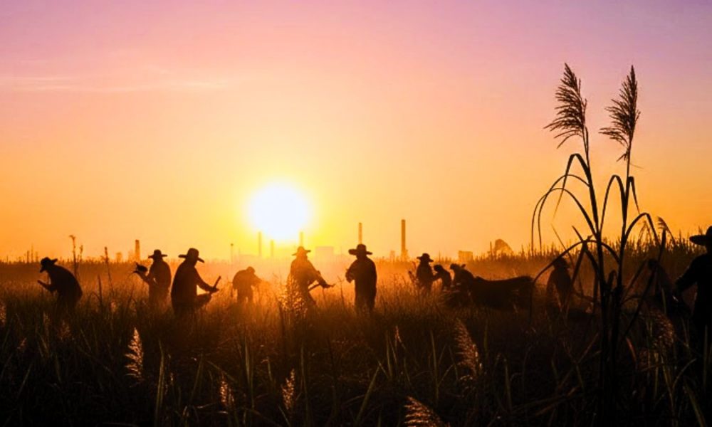 Alteo Records Rs 720 Million Profit As Sugar Sector Drives Group Growth