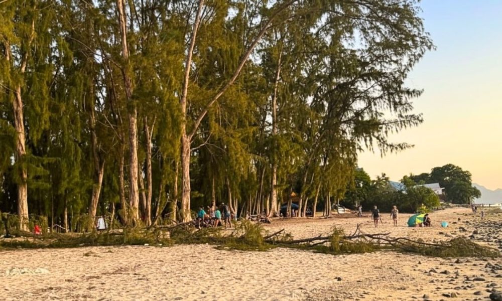 Coastal Danger as 'Filao' Tree Collapses on Flic-en-Flac Beach