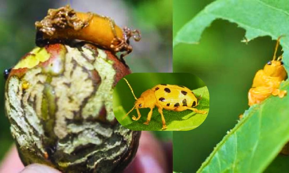 Mauritius Fights Invasive Beetle Species First Detected on 17 March 2025 in Gentilly
