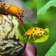 Mauritius Fights Invasive Beetle Species First Detected on 17 March 2025 in Gentilly