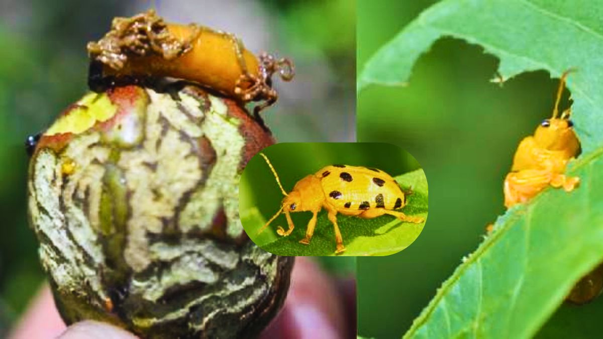 Mauritius Fights Invasive Beetle Species First Detected on 17 March 2025 in Gentilly