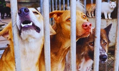 MSAW Director Exposes 2019 Scandal Involving Illegal Research on Stray Animals