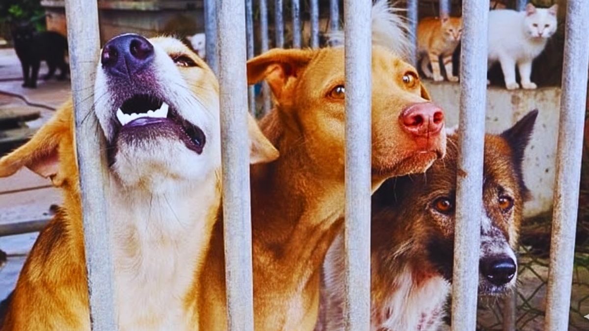 MSAW Director Exposes 2019 Scandal Involving Illegal Research on Stray Animals