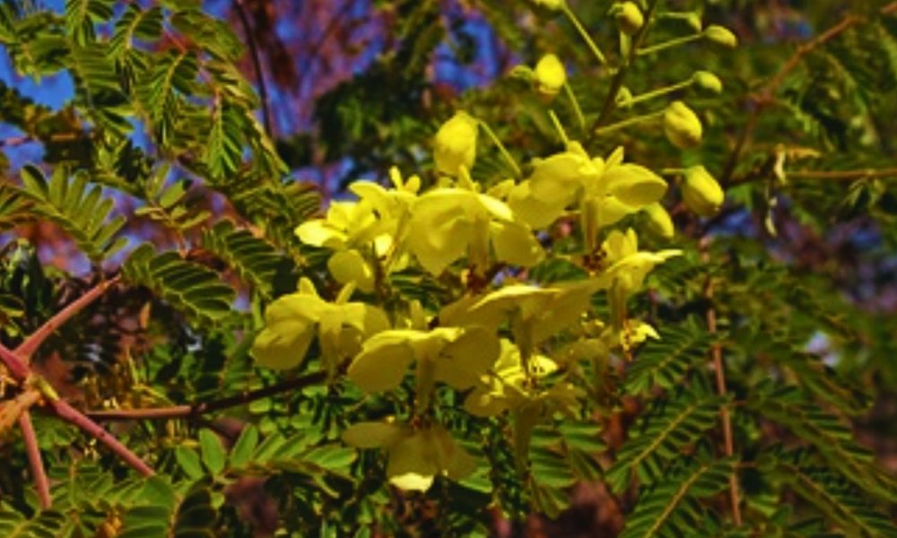 5 Reasons Why the Mauritius Thorn is Now Destroying Kenya’s Vital Waterways