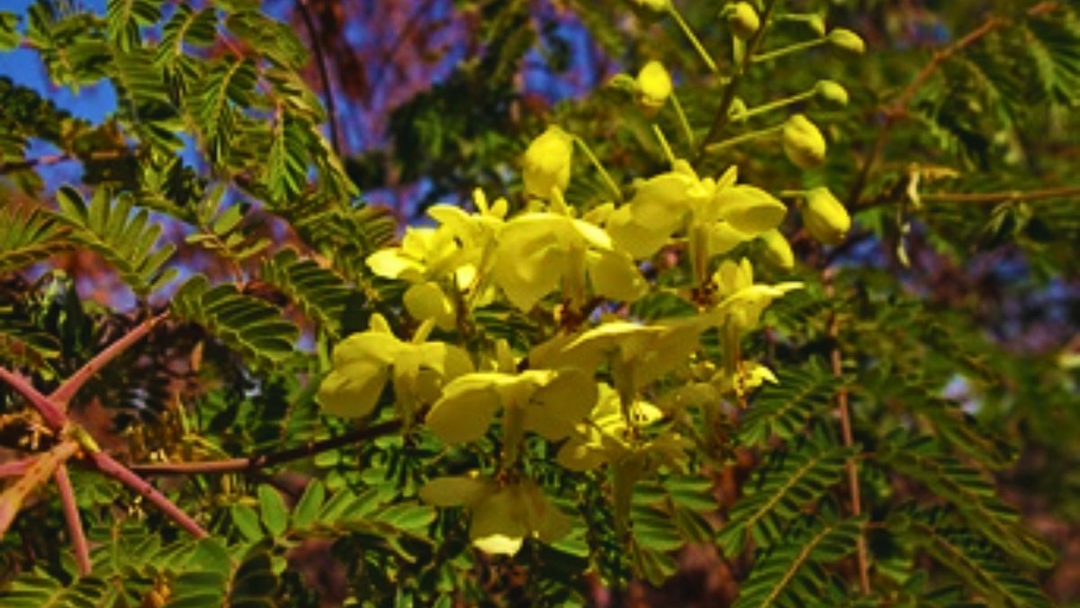 5 Reasons Why the Mauritius Thorn is Now Destroying Kenya’s Vital Waterways