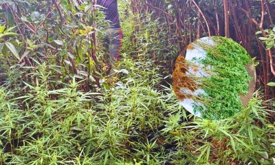 Cannabis Plantation Worth Rs 770,000 Seized in Bassin Blanc Drone Raid