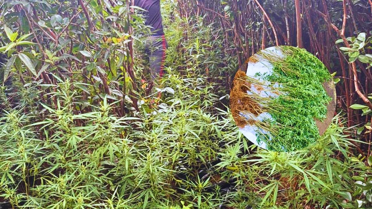 Cannabis Plantation Worth Rs 770,000 Seized in Bassin Blanc Drone Raid
