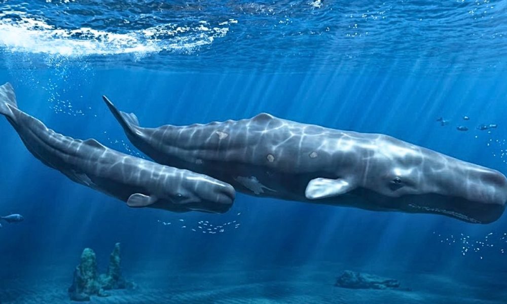 Mauritius Sperm Whale Population Faces Extinction as ‘Live Treasure’ Dwindles to Just 25