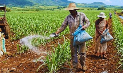 Global Fertilizer Crisis Looms over Local Agriculture as Global Prices Soar by 50%