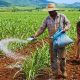 Global Fertilizer Crisis Looms over Local Agriculture as Global Prices Soar by 50%