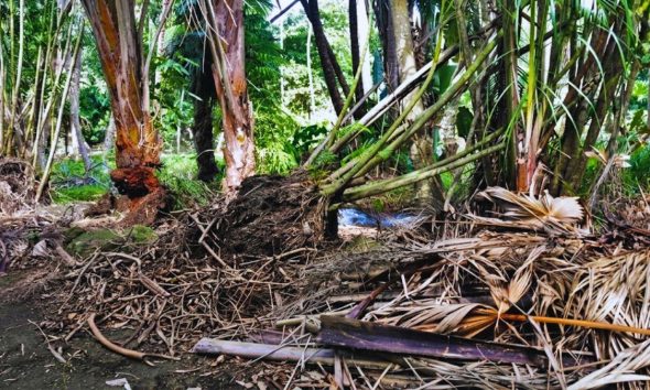 Botanic Garden Shame: Calls for Leadership Change Amidst Neglect Scandal