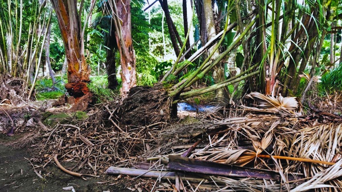 Botanic Garden Shame: Calls for Leadership Change Amidst Neglect Scandal