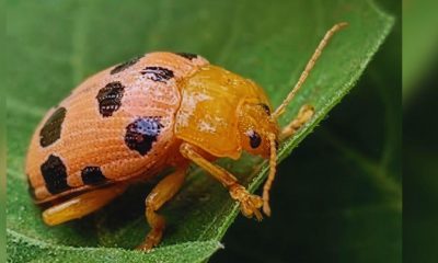 Over 700 Complaints Lodged as 'Hog Plum Beetle' Ravages Local Fruit Trees