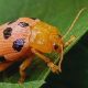 Over 700 Complaints Lodged as 'Hog Plum Beetle' Ravages Local Fruit Trees