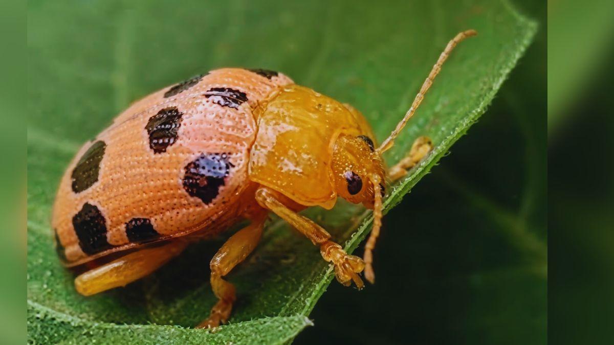 Over 700 Complaints Lodged as 'Hog Plum Beetle' Ravages Local Fruit Trees