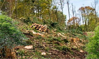 New Law Brings 10 Year Prison Sentences For Severe Environmental Destruction