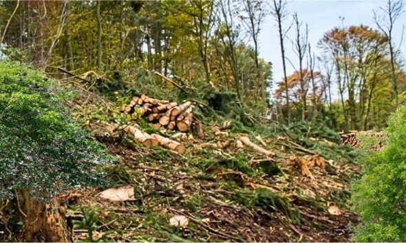 New Law Brings 10 Year Prison Sentences For Severe Environmental Destruction