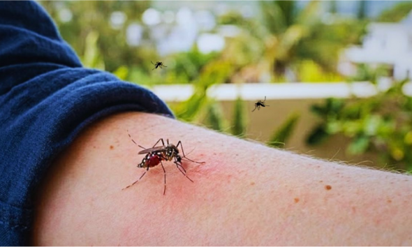 Mauritius Battles Mosquito Virus Outbreak with 102 Active Cases Reported
