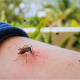 Mauritius Battles Mosquito Virus Outbreak with 102 Active Cases Reported