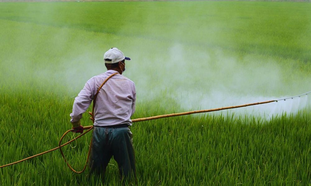 Ministry Enforces 3 Major Areas for Pesticide Safety and Rigorous Residue Monitoring