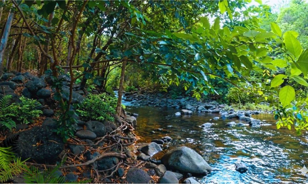 Missing Hiker, 26, Found Safe after Night in Black River Gorges