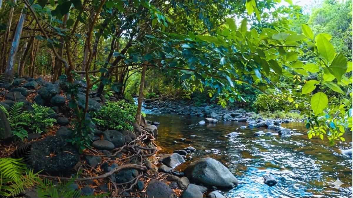 Missing Hiker, 26, Found Safe after Night in Black River Gorges